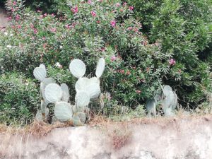 IMG_20181001_120446_resized_20181018_062825233