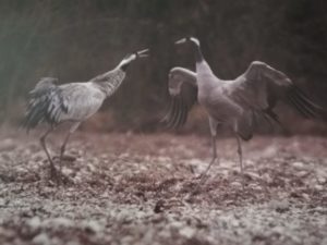 WhatsApp Image 2019-10-26 at 16.48.06